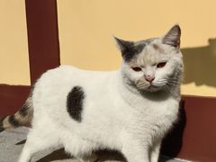 -西安大兴善寺