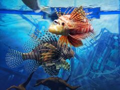 -烟台海昌鲸鲨海洋公园