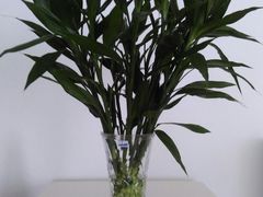 -秦美花卉(天朗·莱茵小城2期店)