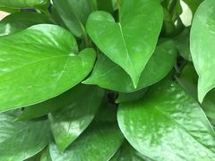 -秦美花卉(天朗·莱茵小城2期店)