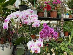 -南宫五洲植物乐园