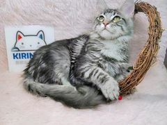 -十年猫舍·猫咪专门店(普陀店)