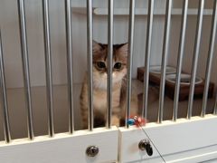 -东方名猫馆·英短金渐层布偶猫舍(环线广场1号楼店)