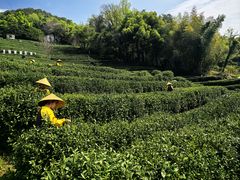 -阿巧茶庄