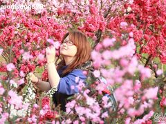 -南汇桃花村