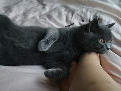 -叮叮猫咪生活馆