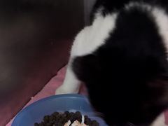 -派美特宠物医院·核磁CT·骨科肿瘤·疑难转诊(沈农禾丰店)