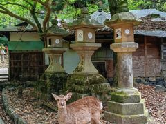 -奈良公园