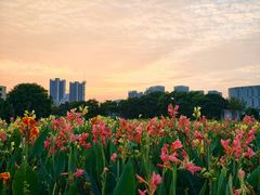 -华侨城湿地公园