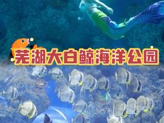 -芜湖新华联大白鲸海洋公园