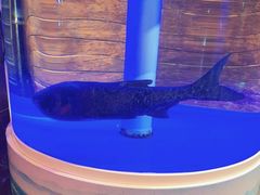 -解家河南菜(商鼎路店)