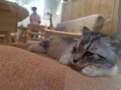 -藏猫猫咖啡主题馆(中央大道店)