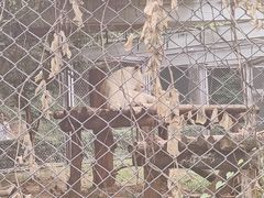-合肥野生动物园