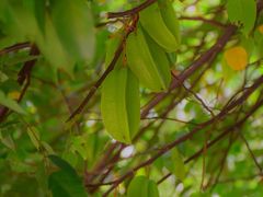 -开平碉楼文化旅游区马降龙景区