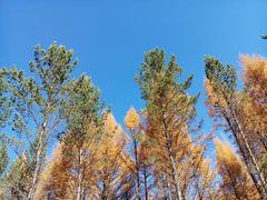 -塞罕坝国家级自然保护区