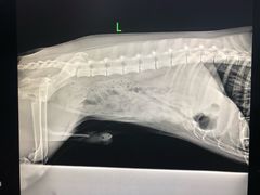 -宠颐生动物医院·心脏科·保险定点(锦阳分院)