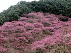 -新建村梅花