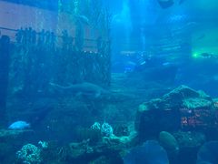 -迪拜水族馆及水下动物园