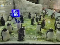 -大连圣亚海洋世界