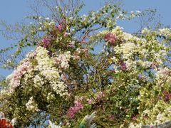 -深圳国际园林花卉博览园