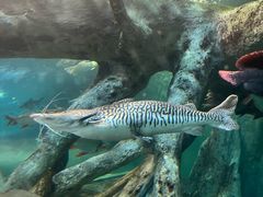 -上海海洋水族馆