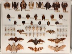 -美国自然历史博物馆