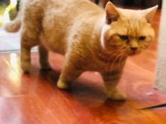 -猫小院猫主题咖啡厅(北锣店)