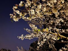 -高东镇樱花园