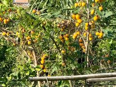 -陈胖子鱼庄(黄辣丁新津店)