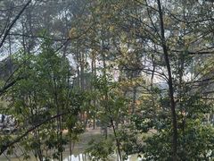 -铁山坪森林公园