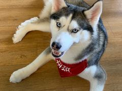 -Husky Go! 哈士奇体验馆·宠物咖啡厅狗咖