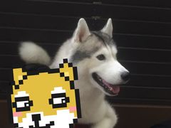 -TrueLove @ Neverland (Husky Cafe)