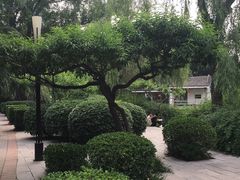-西苑公园