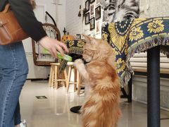 -平行世界·猫咖(首经贸店)