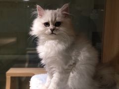 -BABIT巴比特宠物(MOMOPARK店)