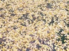 -千年银杏谷文化旅游区