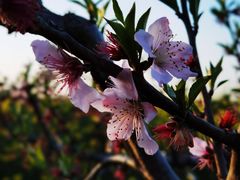 -南汇桃花村