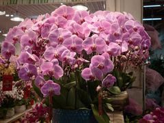 -双季花艺园艺市场(浦东店)