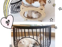-飞行喵MR PILOT|猫舍·猫咖(静安大融城店)