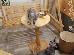 -楼上猫咖(罗湖店)