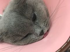 -伟伟宠物医院·CT影像中心·瑞派犬猫综合性门诊(汉口总院)