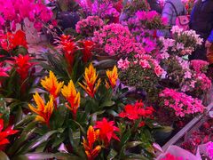 -花鸟鱼虫鲜花绿植市场(玉泉路店)