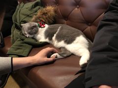 -共舞时光猫咖·狗咖(新街口店)