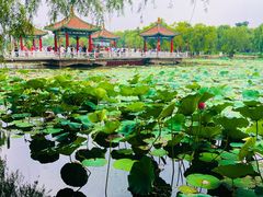 -长春市南湖公园