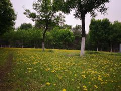 -永定河休闲森林公园