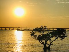 -宝安西湾红树林湿地公园