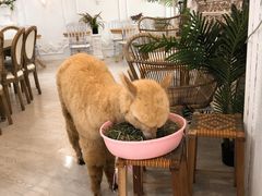 -共舞时光猫咖·狗咖(新街口店)