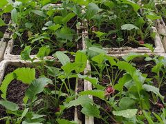 -甜心庄园·甜心草莓采摘园(西青中北店)