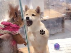 -狗道宠物(常熟印象城店)