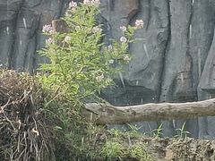 -武汉动物园